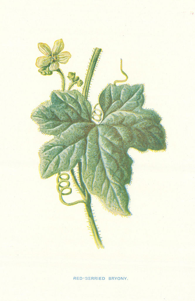 Red-Berried Bryony. Wild Flowers by Frederick Edward Hulme c1895 old print